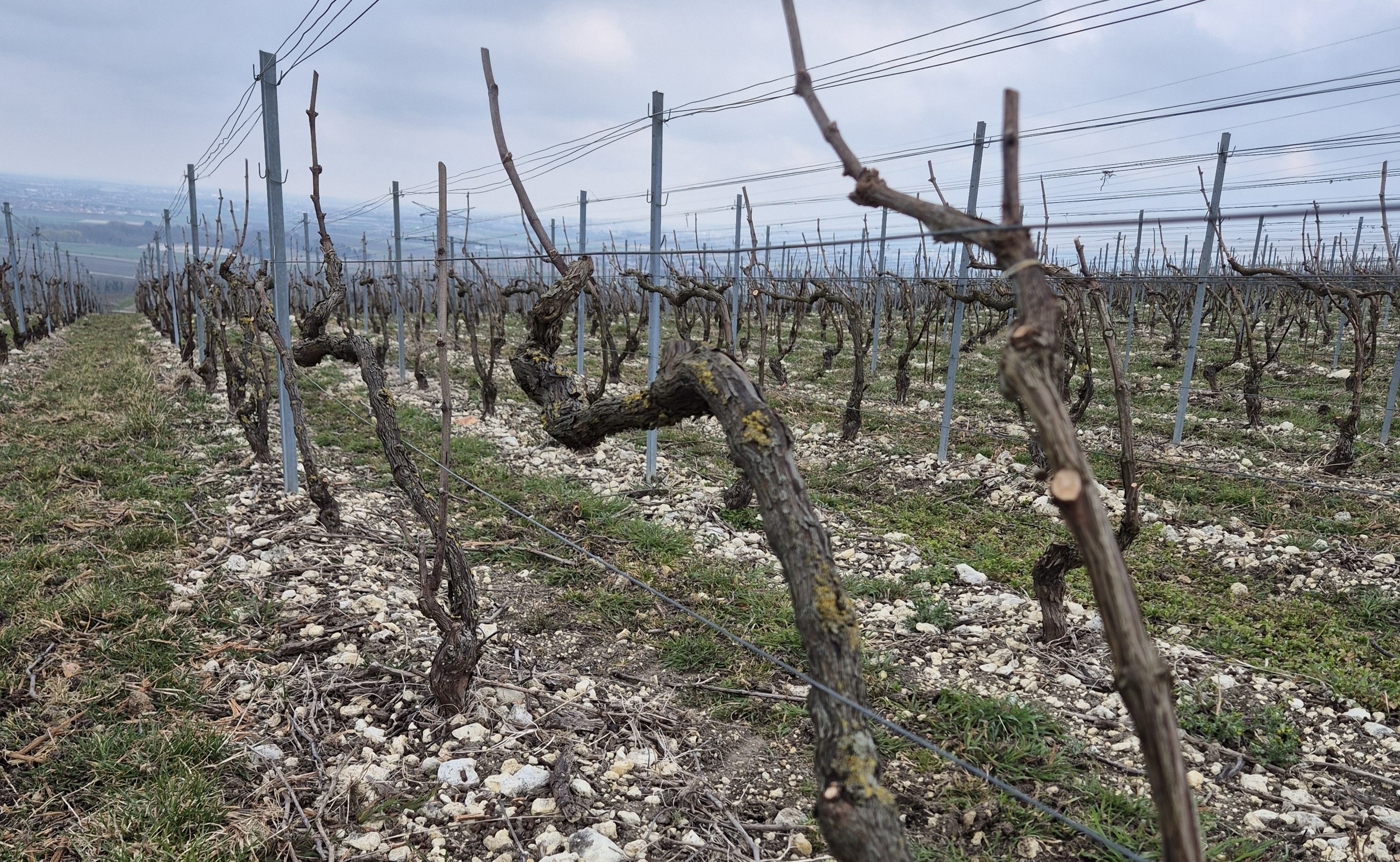La taille de nos vignes bientôt terminée !