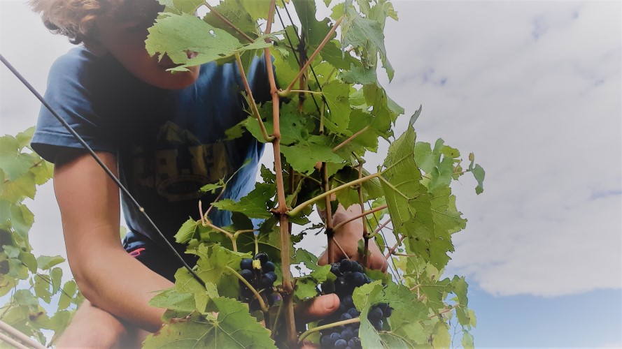 De superbes vendanges commencées le 1er septembre 