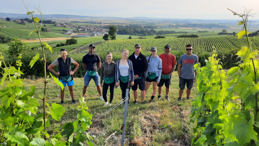 Les vendanges s'annoncent fin août-début septembre !