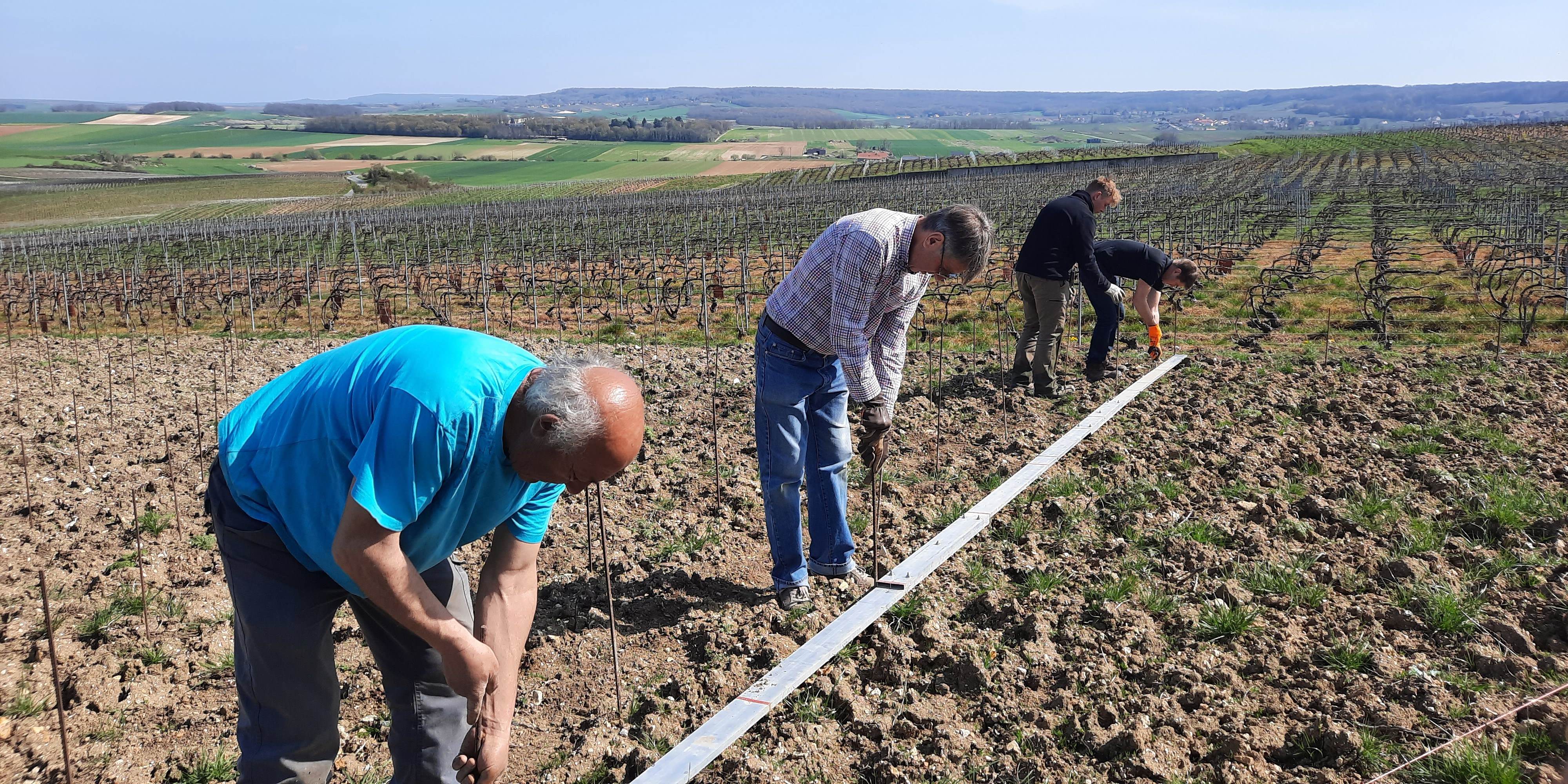 C'est le printemps, on prépare les futures plantations avec le piquetage...