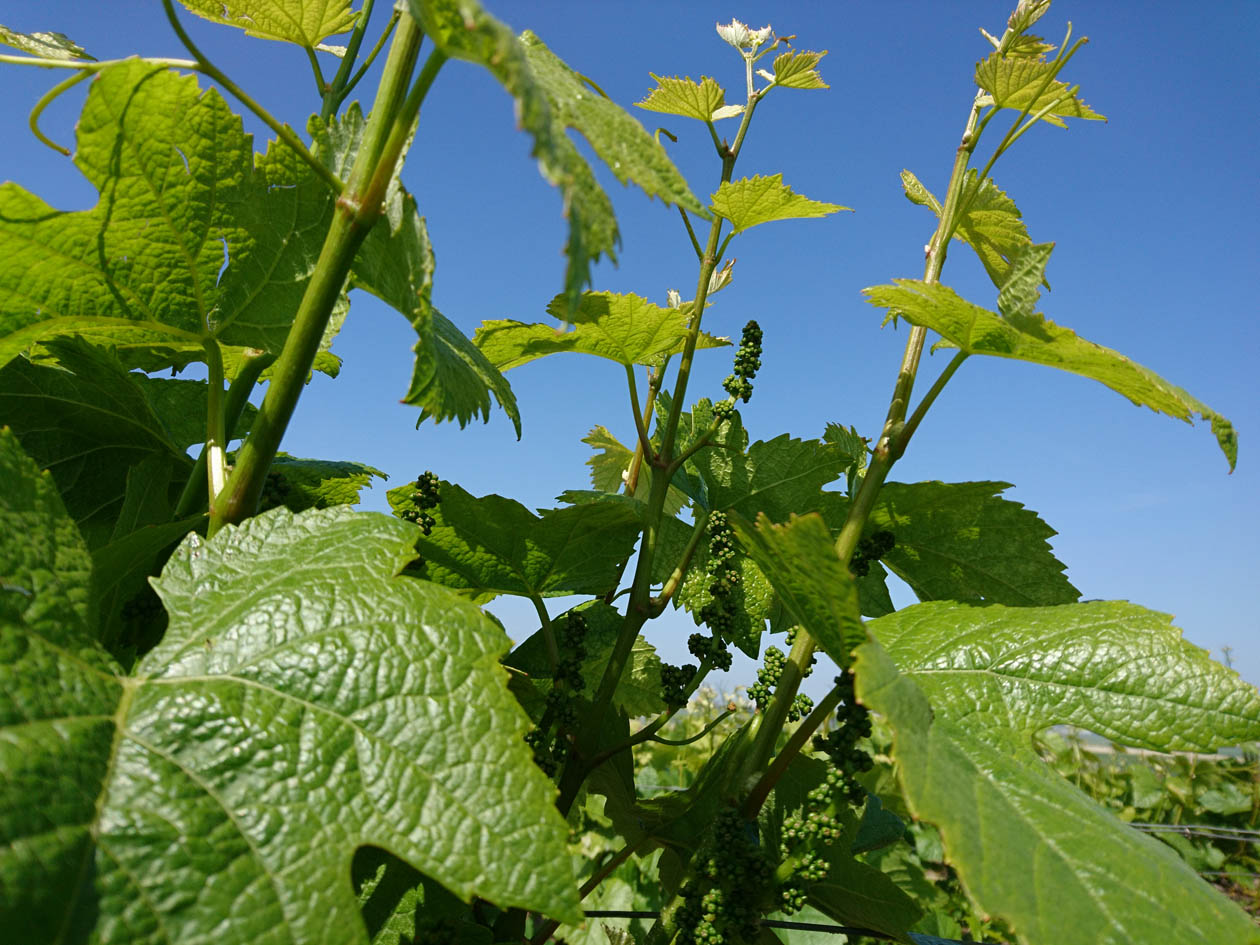 Unser Weingut